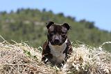 STAFFIE 358